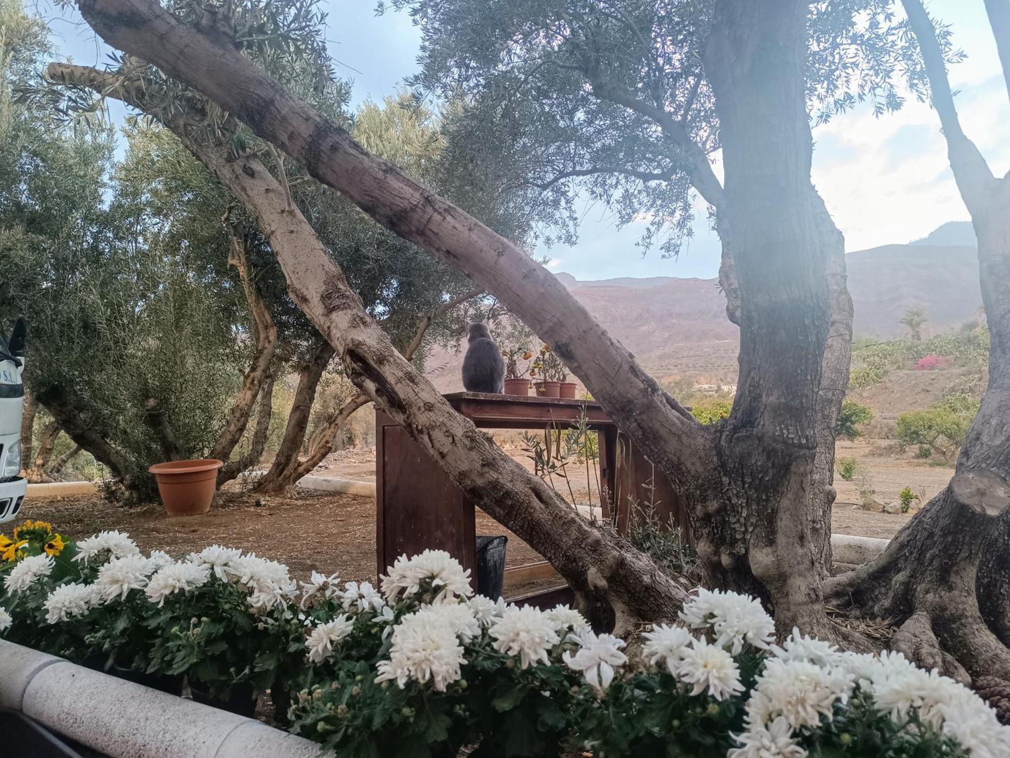 Вилла La Casa De La Pradera Santa Lucia De Tirajana Экстерьер фото